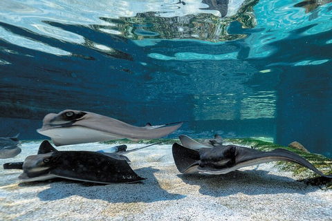 Lunch And General Admission Entry At AQWA - Attractions Perth 1
