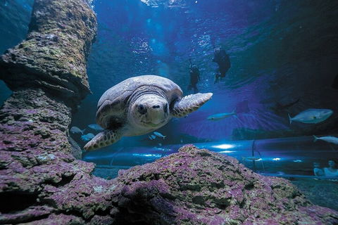 Lunch And General Admission Entry At AQWA - Attractions Perth 5