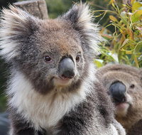 Kuranda Koala Gardens and Birdworld Admission Tickets - Attractions Perth