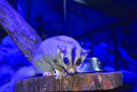 Kuranda Koala Gardens And Birdworld Admission Tickets - Attractions Perth 1