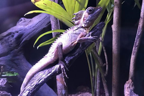 Cairns Aquarium Admission Ticket - Attractions Perth 0