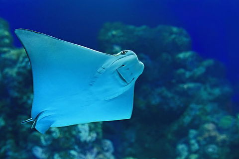 Cairns Aquarium Admission Ticket - Attractions Perth 2