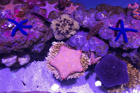 Cairns Aquarium Admission Ticket - Attractions Perth 5