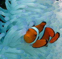 Seastar Luxury Outer Great Barrier Reef Island and Reef Tour from Cairns - Attractions Perth