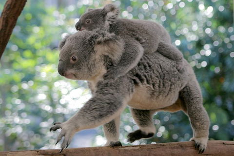 Lone Pine Koala Sanctuary Admission With Brisbane River Cruise - Attractions Perth 0