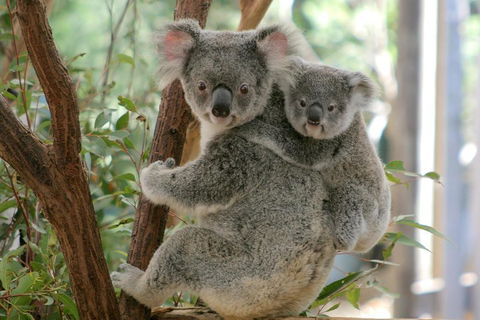 Lone Pine Koala Sanctuary Admission With Brisbane River Cruise - Attractions Perth 3