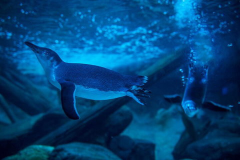 SEA LIFE Sunshine Coast Aquarium Entrance Ticket - Attractions Perth 1