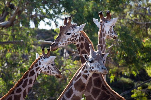 Werribee Open Range Zoo General Admission Ticket - Attractions Perth 0