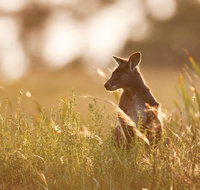 Sunset Blue Mountains Wilderness  Wildlife Tour without the crowds - Attractions Perth