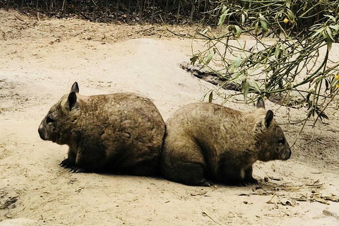 Phillip Island Penguin Parade, Brighton Bathing Boxes And Wildlife Park Tour - Attractions Perth 0