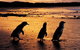 Phillip Island Penguin Parade, Brighton Bathing Boxes And Wildlife Park Tour - thumb 1