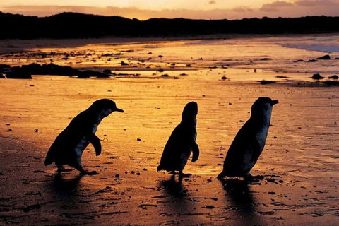 Phillip Island Penguin Parade, Brighton Bathing Boxes And Wildlife Park Tour - Attractions Perth 1
