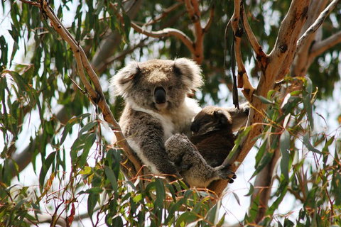 Phillip Island Penguin Parade, Brighton Bathing Boxes And Wildlife Park Tour - Attractions Perth 4