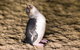 Phillip Island Penguin Parade, Brighton Bathing Boxes And Wildlife Park Tour - thumb 5