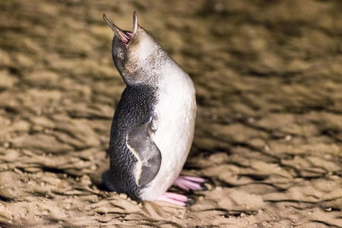 Phillip Island Penguin Parade, Brighton Bathing Boxes And Wildlife Park Tour - Attractions Perth 5