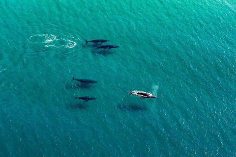 25-30 Minute Newcastle & Macquarie Helicopter Shared Flight - Attractions Perth 4
