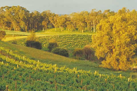 Swan Valley Private Tour - Attractions Perth 2