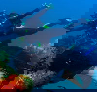 Scuba Dive the S.S. Yongala Wreck on the Great Barrier Reef. - Attractions Perth
