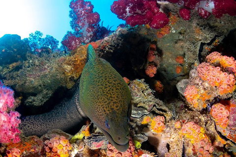 Scuba Dive The S.S. Yongala Wreck On The Great Barrier Reef. - Attractions Perth 1