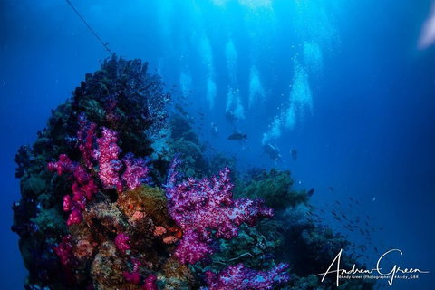 Scuba Dive The S.S. Yongala Wreck On The Great Barrier Reef. - Attractions Perth 2