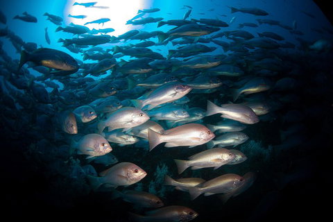 Scuba Dive The S.S. Yongala Wreck On The Great Barrier Reef. - Attractions Perth 4