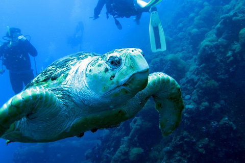 Scuba Dive The S.S. Yongala Wreck On The Great Barrier Reef. - Attractions Perth 5